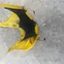 Tete de fourche carenage jaune SUZUKI 750 GSXR 2000- 01- 02-03