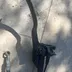 Ducati Monster levier Maitre cylindre Embrayage Brembo - 1996