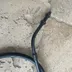 Triumph speed triple 955 I - cable embrayage occasion 2004