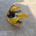 Tete de fourche carenage jaune SUZUKI 750 GSXR 2000- 01- 02-03