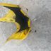 Tete de fourche carenage jaune SUZUKI 750 GSXR 2000- 01- 02-03