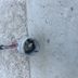 triumph speed triple 955 I entraineur de roue, cable compteur km