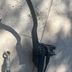 Ducati Monster levier Maitre cylindre Embrayage Brembo - 1996