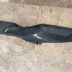 125 Burgman carenage sous marche pied droit  suzuki  2002 - 2006