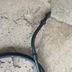 Triumph speed triple 955 I - cable embrayage occasion 2004