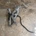 GSXR 750 w platine Frein Arrière complete 92 - 95