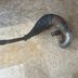 125 tdr   collecteur echappement origine yamaha 4fu 5ae