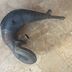 125 tdr   collecteur echappement origine yamaha 4fu 5ae