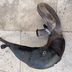 125 tdr   collecteur echappement origine yamaha 4fu 5ae