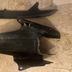 125 tdr yamaha 4fu/5ae 1993 - 2004Garde boue, lèche roue arrière